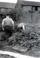 Provided by Alan Taylor - named as Tom & Uncle Bill gardening