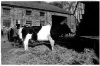 The Oakes family prize bull up for sale by auction at Riddings House in 1958