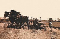 Hay making at Lower Somercotes opposite Furnace Row