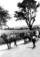 Horses and cart transporting goods from Pye Bridge, passing Furnace Row (early 1900's)